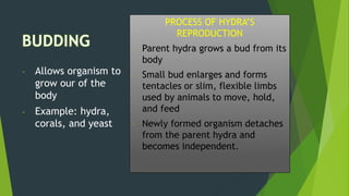 PROCESS OF HYDRA’S
REPRODUCTION
- Parent hydra grows a bud from its
body
- Small bud enlarges and forms
tentacles or slim, flexible limbs
used by animals to move, hold,
and feed
- Newly formed organism detaches
from the parent hydra and
becomes independent.
- Allows organism to
grow our of the
body
- Example: hydra,
corals, and yeast
 