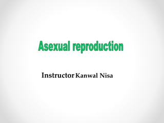 Instructor Kanwal Nisa
 