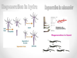 Asexual reproduction.pptx