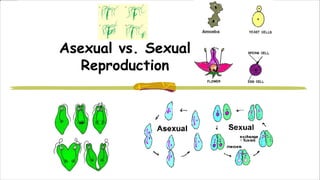 Asexual vs. Sexual
Reproduction
 