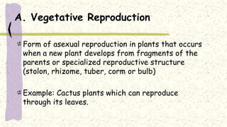 A. Vegetative Reproduction
Form of asexual reproduction in plants that occurs
when a new plant develops from fragments of the
parents or specialized reproductive structure
(stolon, rhizome, tuber, corm or bulb)
Example: Cactus plants which can reproduce
through its leaves.
 