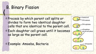 B. Binary Fission
Process by which parent cell splits or
divides to form two identical daughter
cells that are identical to the parent cell.
Each daughter cell grows until it becomes
as large as the parent cell.
Example: Amoeba, Bacteria
 