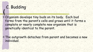 C. Budding
Organism develops tiny buds on its body. Each bud
forms from the parent’s cells and grows until it forms a
complete or nearly complete new organism that is
genetically identical to the parent.
The outgrowth detaches from parent and becomes a new
individual.
 