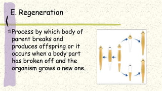 E. Regeneration
Process by which body of
parent breaks and
produces offspring or it
occurs when a body part
has broken off and the
organism grows a new one.
 
