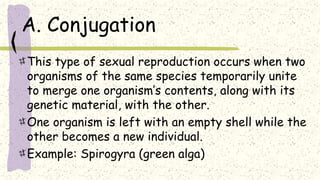 A. Conjugation
This type of sexual reproduction occurs when two
organisms of the same species temporarily unite
to merge one organism’s contents, along with its
genetic material, with the other.
One organism is left with an empty shell while the
other becomes a new individual.
Example: Spirogyra (green alga)
 
