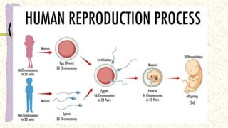 asexual Reproduction.pptx