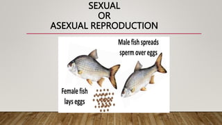 SEXUAL
OR
ASEXUAL REPRODUCTION
 