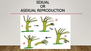 SEXUAL
OR
ASEXUAL REPRODUCTION
 
