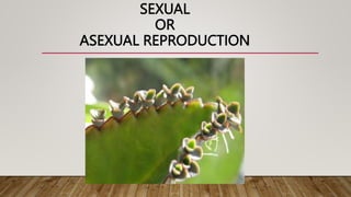 SEXUAL
OR
ASEXUAL REPRODUCTION
 
