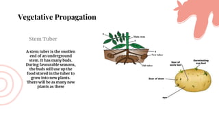 Vegetative Propagation
Stem Tuber
A stem tuber is the swollen
end of an underground
stem. It has many buds.
During favourable seasons,
the buds will use up the
food stored in the tuber to
grow into new plants.
There will be as many new
plants as there
 