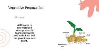 Vegetative Propagation
Rhizome
A Rhizome is
underground
storage stem. It
bears scale leaves
and buds. Each bud
can grow into a new
plant.
 