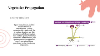 Vegetative Propagation
Spore Formation
Spore formation is another
means of asexual
reproduction. During
unfavourable conditions, the
organism develops sac-like
structures called sporangium
that contain spores. When the
conditions are favourable, the
sporangium burst opens and
spores are released that
germinate to give rise to new
organisms.
 
