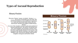Types of Asexual Reproduction
Binary Fission
The term “fission” means “to divide”. During binary
fission, the parent cell divides into two cells. The
cell division patterns vary in different organisms,
i.e., some are directional while others are non-
directional. Amoeba and euglena exhibit binary
fission.
It is one of the simplest and uncomplicated methods of
asexual reproduction. The parent cell divides into
two, each daughter cell carrying a nucleus of its
own that is genetically identical to the parent. The
cytoplasm also divides leading to two equal-sized
daughter cells. The process repeats itself and the
daughter cells grow and further divide.
 
