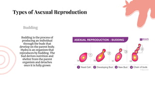 Types of Asexual Reproduction
Budding
Budding is the process of
producing an individual
through the buds that
develop on the parent body.
Hydra is an organism that
reproduces by budding. The
bud derives nutrition and
shelter from the parent
organism and detaches
once it is fully grown
 