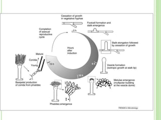 Asexual reproduction in    aspergillus
