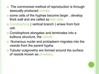  The commonest method of reproduction is through
asexually produced conidia.
 some cells of the hyphae become larger , develop
thick wall and are called as foot cells.
 Conidiophore ( vertical branch ) arises from foot
cell.
 Conidiophore elongates and terminates into a
bulbous structure, the vesicle.
 Numerous nuclei and protoplasm migrates into the
vesicle from the parent hypha.
 Tubular outgrowths are formed around the surface
of vesicle known as phialides.
 