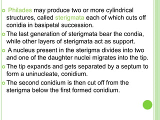  Philades may produce two or more cylindrical
structures, called sterigmata each of which cuts off
conidia in basipetal succession.
 The last generation of sterigmata bear the condia,
while other layers of sterigmata act as support.
 A nucleus present in the sterigma divides into two
and one of the daughter nuclei migrates into the tip.
 The tip expands and gets separated by a septum to
form a uninucleate, conidium.
 The second conidium is then cut off from the
sterigma below the first formed conidium.
 