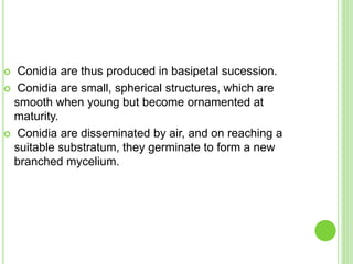  Conidia are thus produced in basipetal sucession.
 Conidia are small, spherical structures, which are
smooth when young but become ornamented at
maturity.
 Conidia are disseminated by air, and on reaching a
suitable substratum, they germinate to form a new
branched mycelium.
 