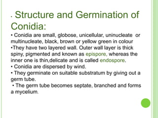 • Structure and Germination of
Conidia:
• Conidia are small, globose, unicellular, uninucleate or
multinucleate, black, brown or yellow green in colour
•They have two layered wall. Outer wall layer is thick
spiny, pigmented and known as epispore, whereas the
inner one is thin,delicate and is called endospore.
• Conidia are dispersed by wind.
• They germinate on suitable substratum by giving out a
germ tube.
• The germ tube becomes septate, branched and forms
a mycelium.
 