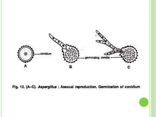 Asexual reproduction in    aspergillus