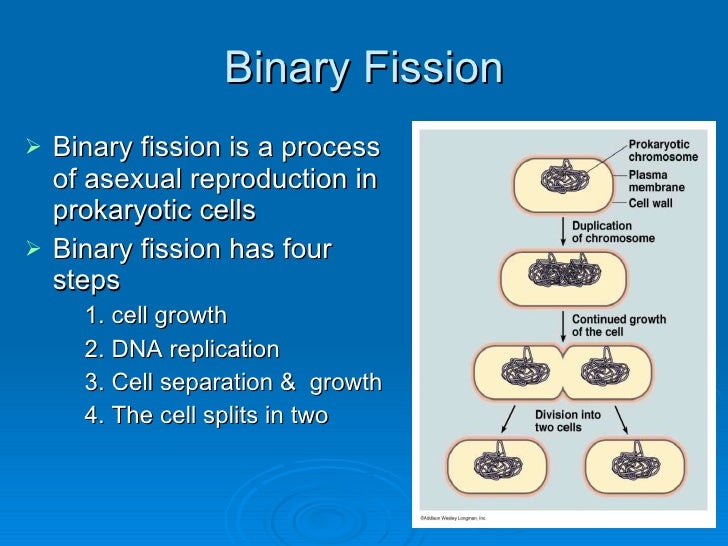 Asexual Reproduction