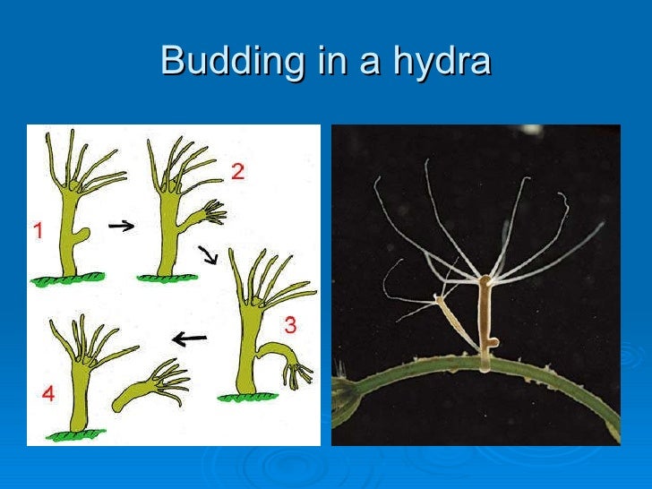 asexual reproduction