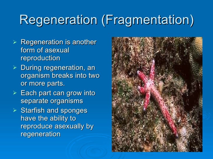 Asexual Reproduction (1)