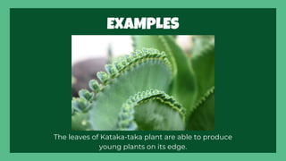 Asexual reproduction in Plants - Science Grade 4 | PDF