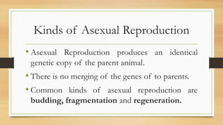 ASEXUAL REPRODUCTION AMONG ANIMALS.pptx