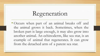 ASEXUAL REPRODUCTION AMONG ANIMALS.pptx
