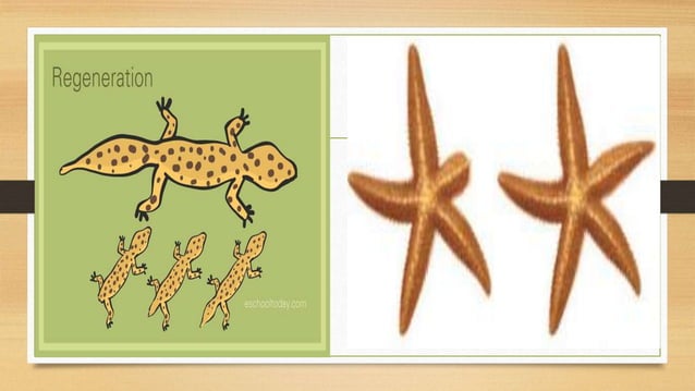 ASEXUAL REPRODUCTION AMONG ANIMALS.pptx
