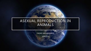 ASEXUAL REPRODUCTION IN
ANIMALS
FAIJAS MUHAMMED
20PGZ15
 