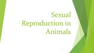 Sexual
Reproduction in
Animals
 