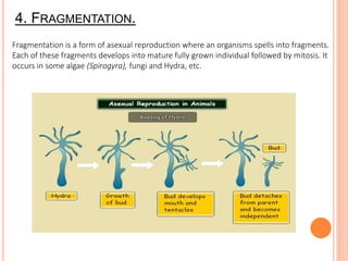5. VEGETATIVE REPRODCUTION/PROPAGATION.
•It is a method of multiplication in which a somatic part of the plants detaches f...