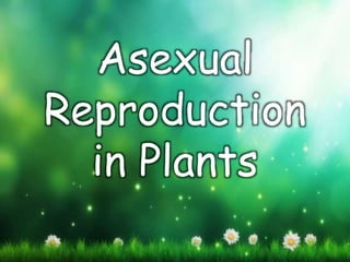 Asexual
Reproduction
in Plants
 