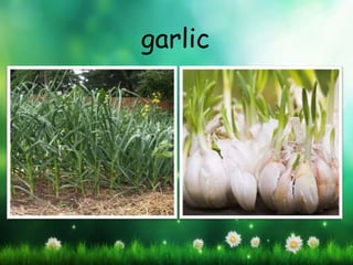 garlic
 