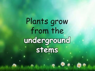 Plants grow
from the
underground
stems
 