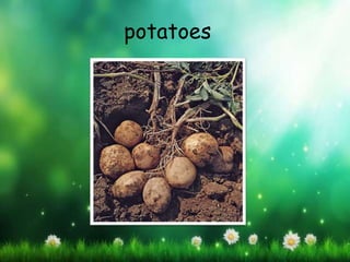 potatoes
 