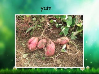 yam
 