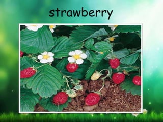 strawberry
 