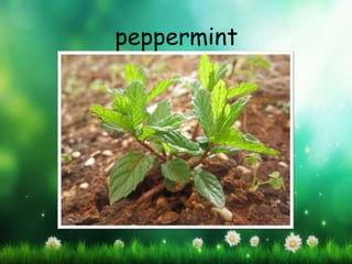peppermint
 