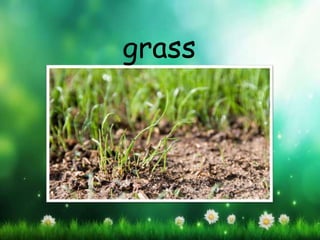 grass
 