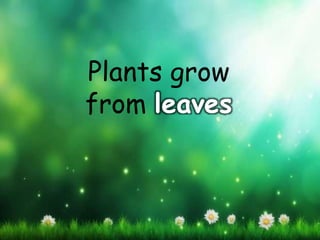 Plants grow
from leaves
 