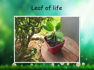 Leaf of life
 