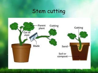 Stem cutting
 