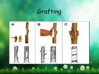 Grafting
 