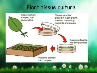 Plant tissue culture
 