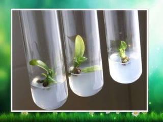 Asexual reproduction in plants