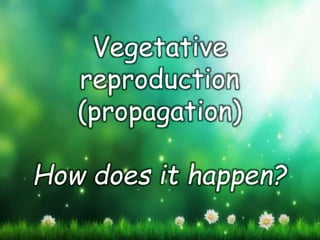 Vegetative
reproduction
(propagation)
How does it happen?
 