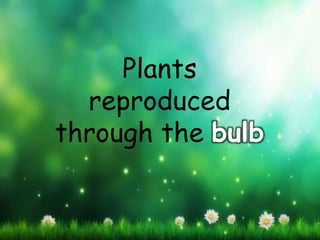 Plants
reproduced
through the bulb
 